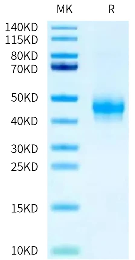 Bis-Tris PAGE Data