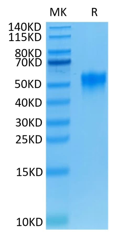 Bis-Tris PAGE Data