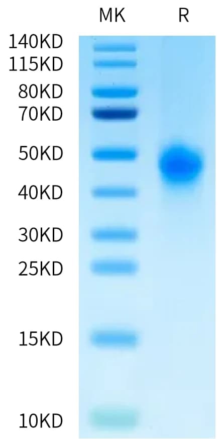Bis-Tris PAGE Data