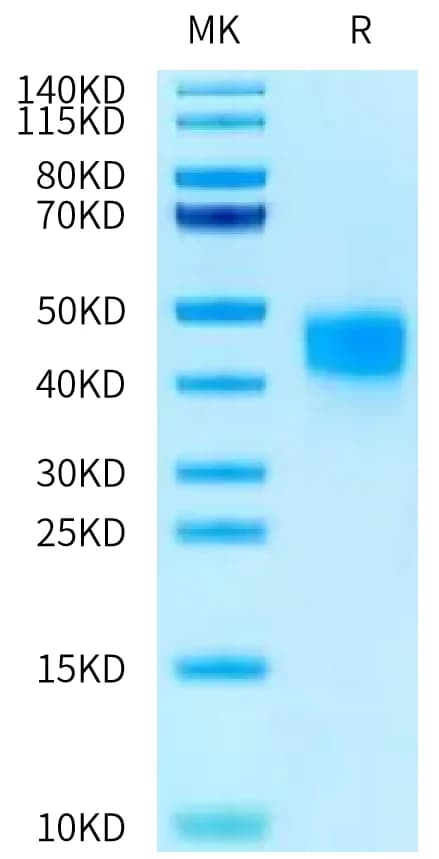 Bis-Tris PAGE Data