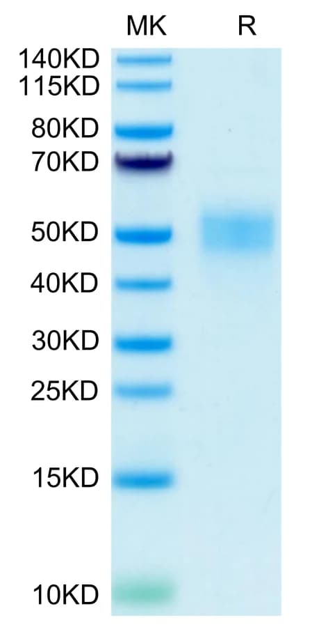 Bis-Tris PAGE Data