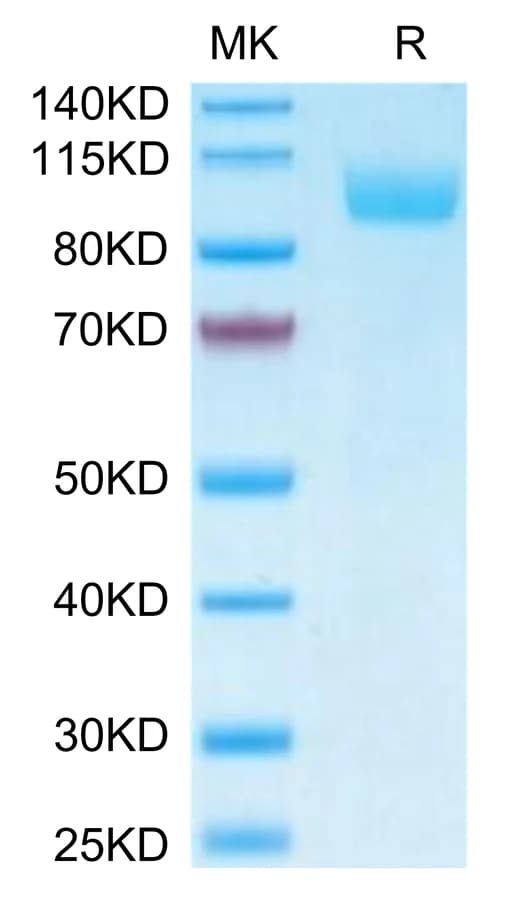 Bis-Tris PAGE Data
