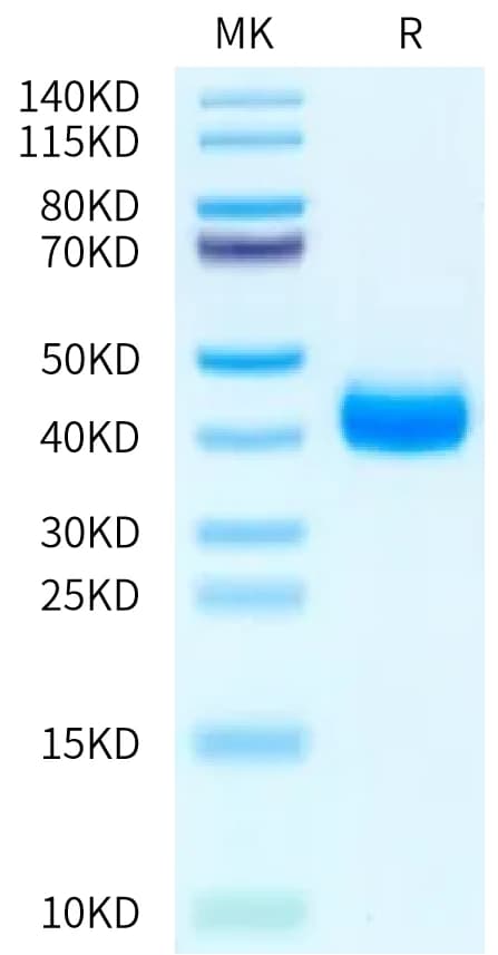 Bis-Tris PAGE Data