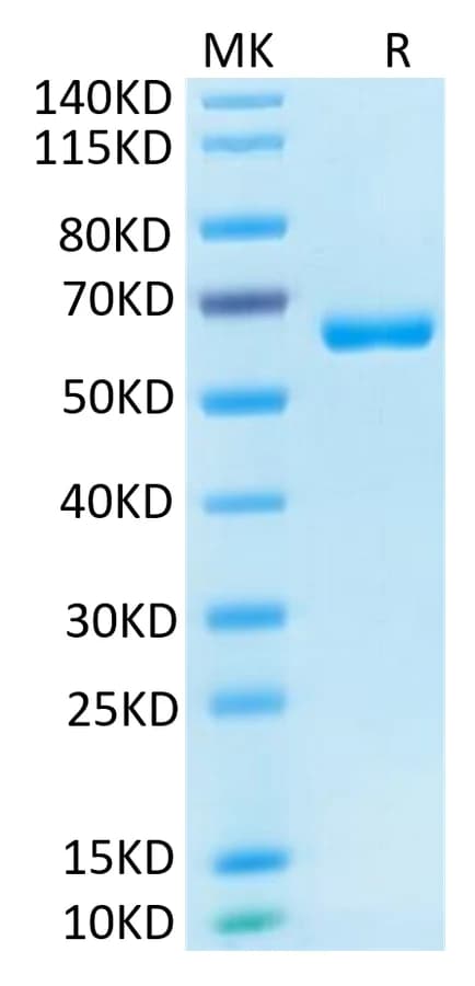 Bis-Tris PAGE Data