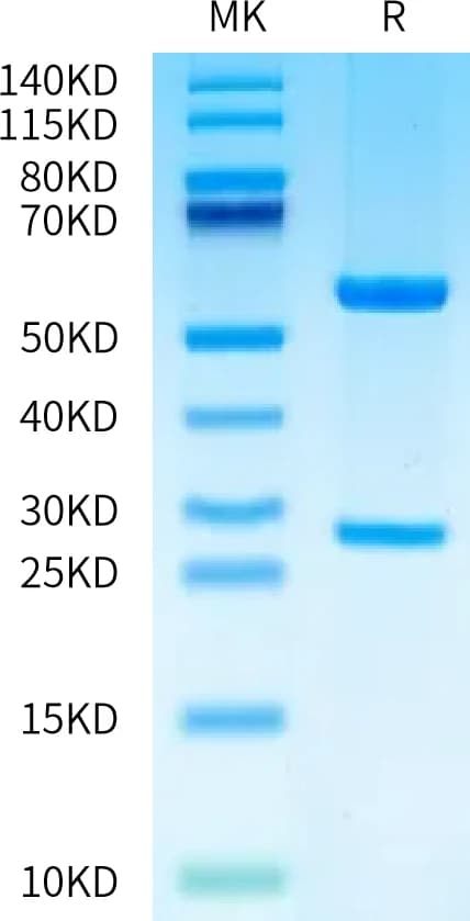 Bis-Tris PAGE Data