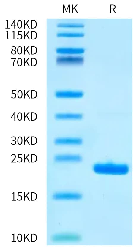 Bis-Tris PAGE Data