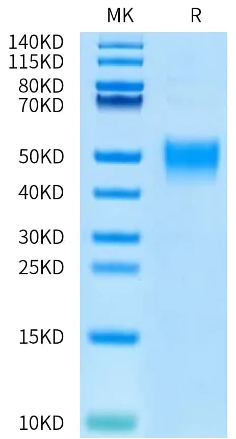 Bis-Tris PAGE Data