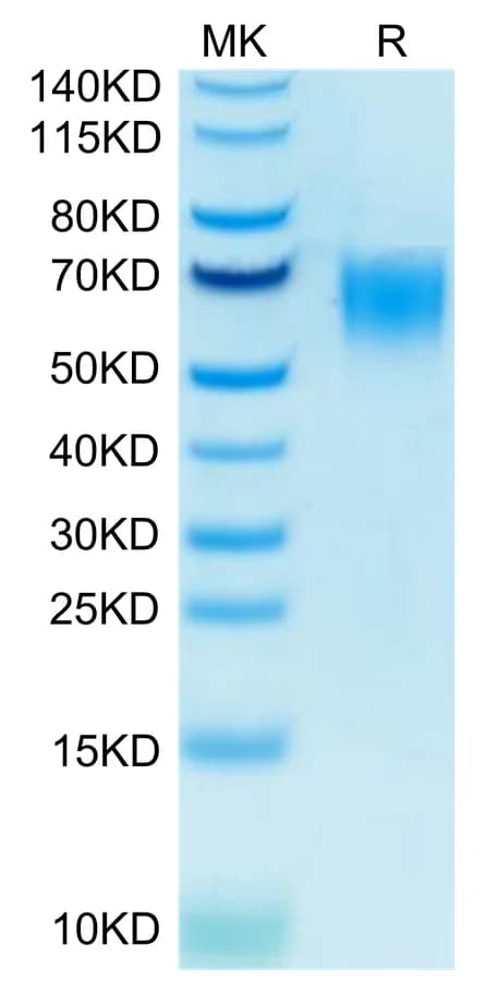 Bis-Tris PAGE Data
