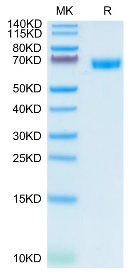Bis-Tris PAGE Data