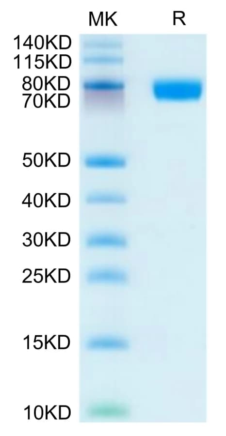 Bis-Tris PAGE Data