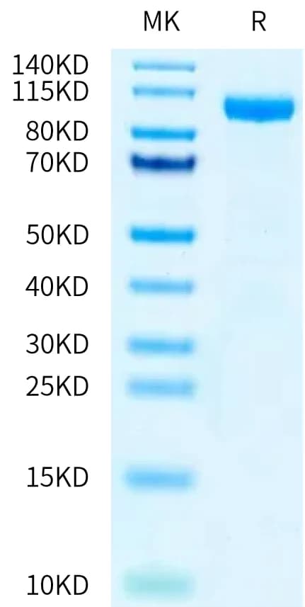 Bis-Tris PAGE Data