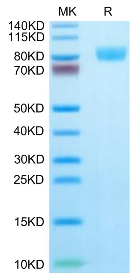 Bis-Tris PAGE Data