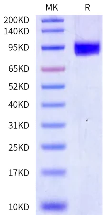 Bis-Tris PAGE Data