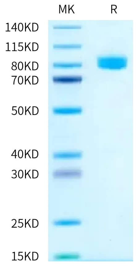 Bis-Tris PAGE Data