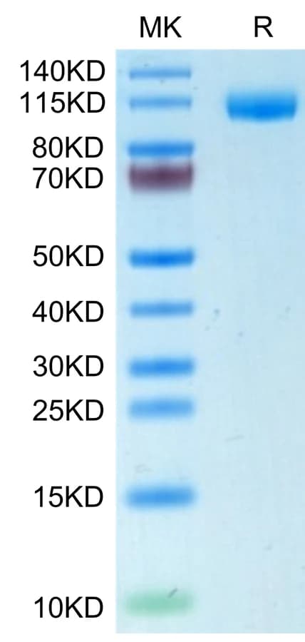 Bis-Tris PAGE Data