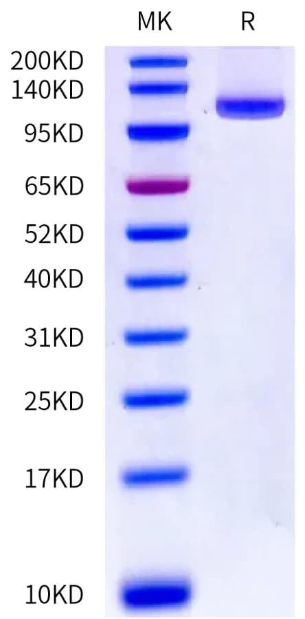 Bis-Tris PAGE Data