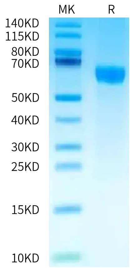 Bis-Tris PAGE Data