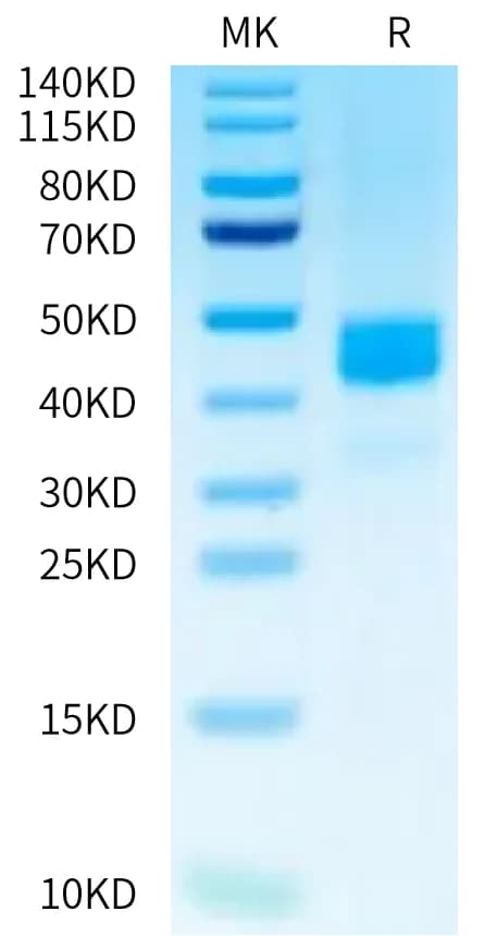 Bis-Tris PAGE Data