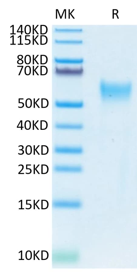 Bis-Tris PAGE Data