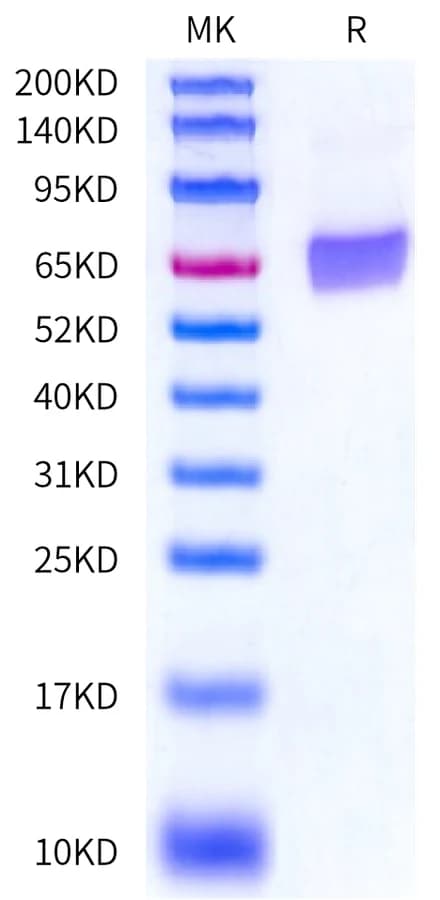 Bis-Tris PAGE Data