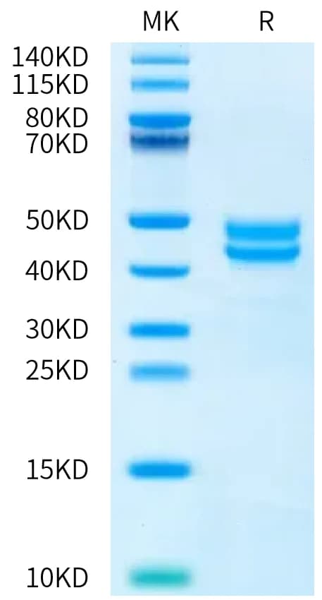 Bis-Tris PAGE Data