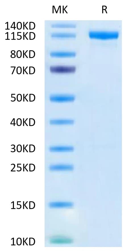 Bis-Tris PAGE Data