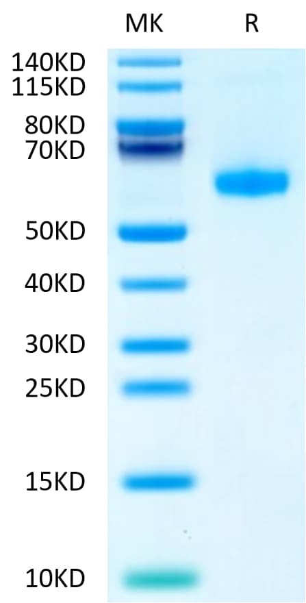 Bis-Tris PAGE Data