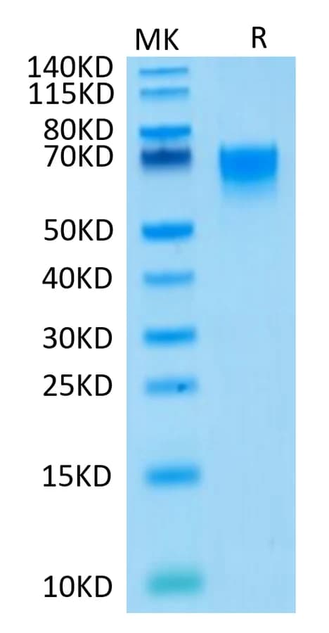 Bis-Tris PAGE Data