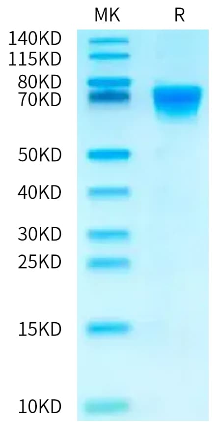 Bis-Tris PAGE Data