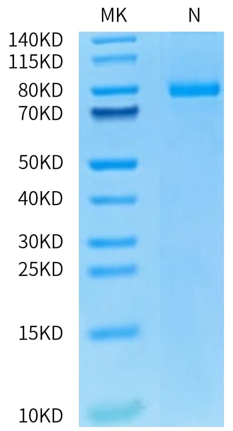 Bis-Tris PAGE Data