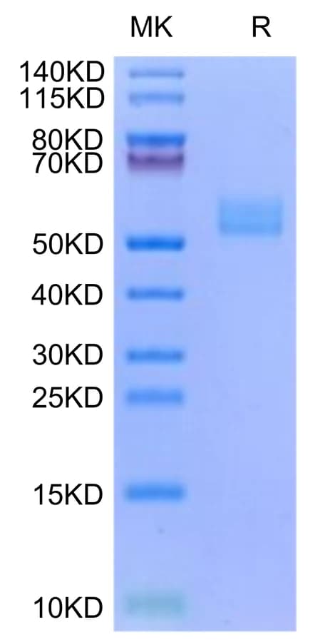 Bis-Tris PAGE Data
