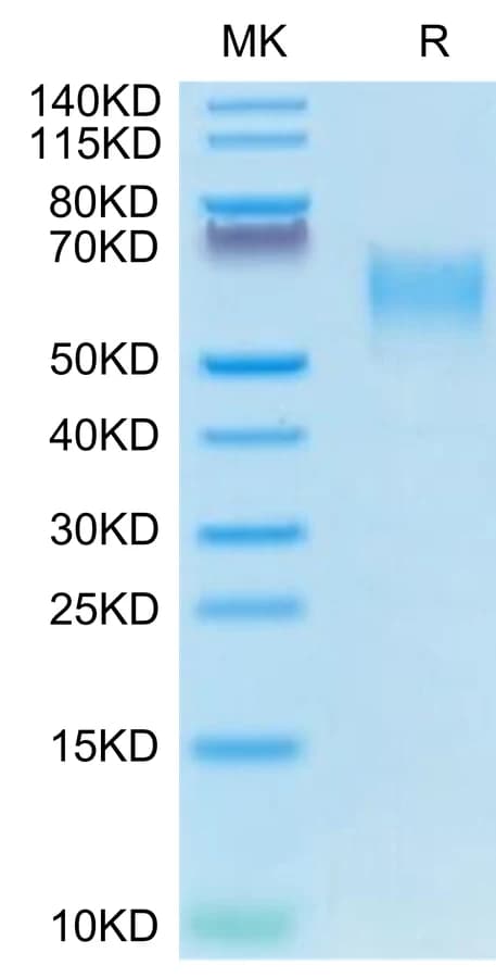 Bis-Tris PAGE Data