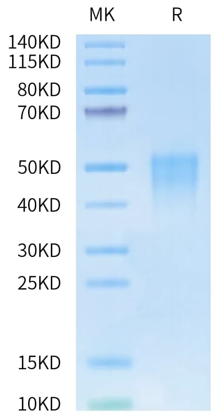 Bis-Tris PAGE Data