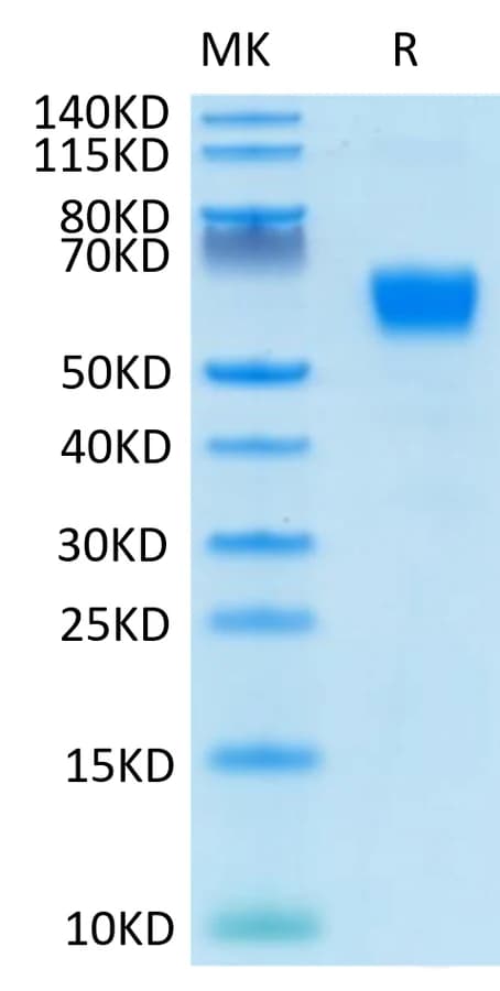 Bis-Tris PAGE Data