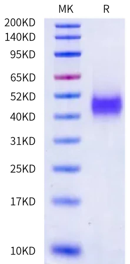 Bis-Tris PAGE Data