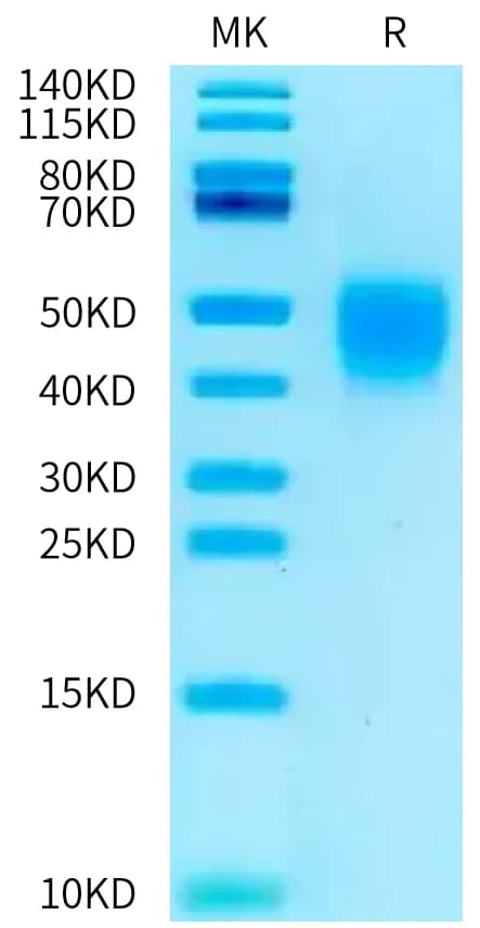 Bis-Tris PAGE Data