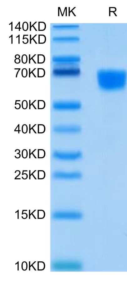 Bis-Tris PAGE Data