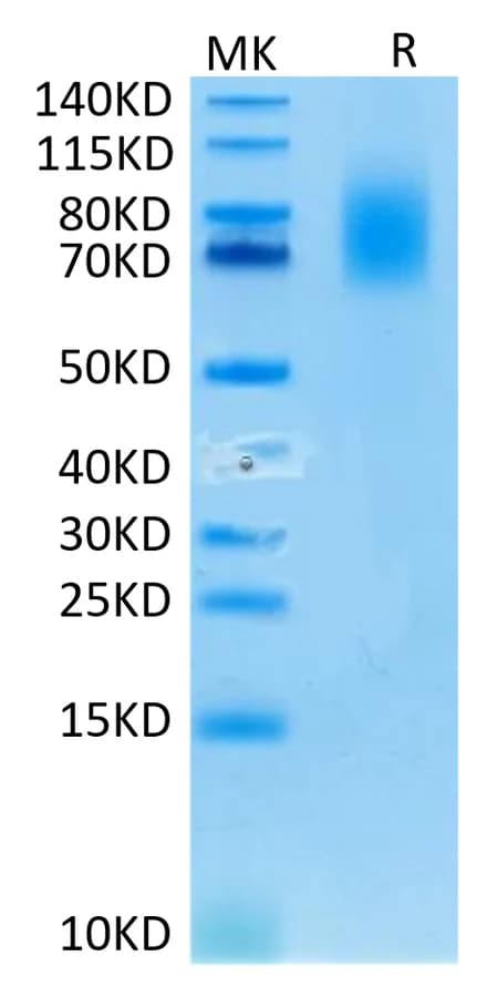 Bis-Tris PAGE Data