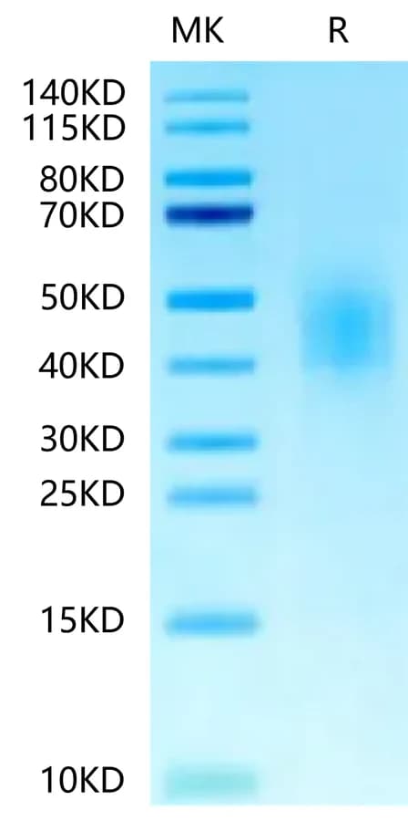 Bis-Tris PAGE Data