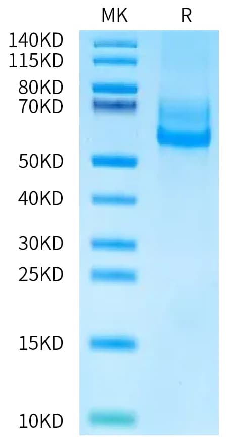 Bis-Tris PAGE Data