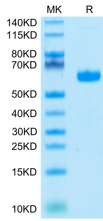 Bis-Tris PAGE Data