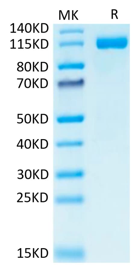 Bis-Tris PAGE Data