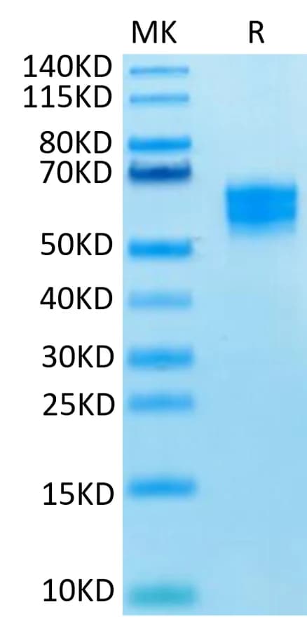Bis-Tris PAGE Data