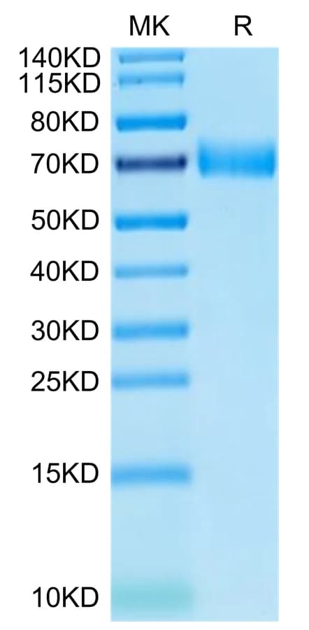 Bis-Tris PAGE Data