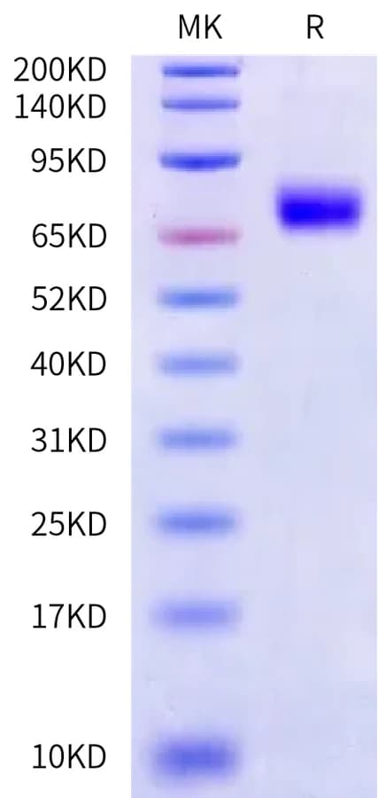 Bis-Tris PAGE Data