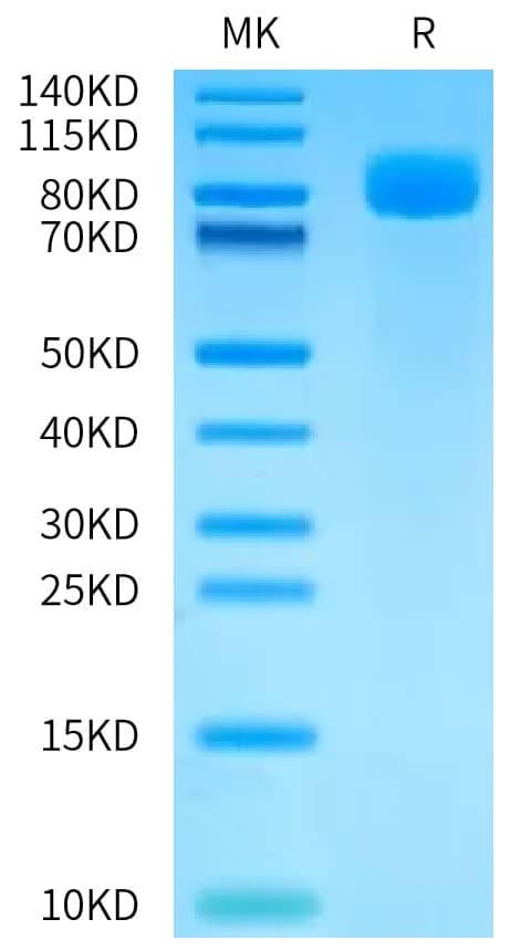Bis-Tris PAGE Data