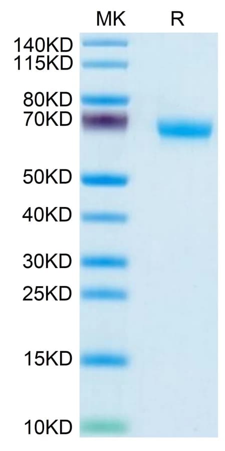 Bis-Tris PAGE Data