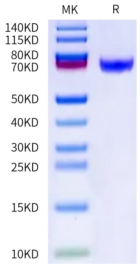 Bis-Tris PAGE Data