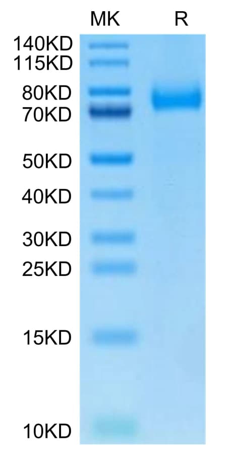 Bis-Tris PAGE Data