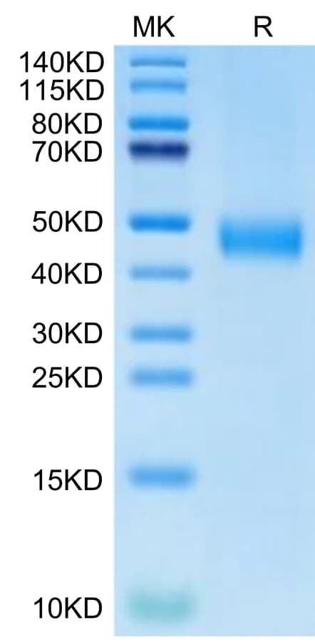 Bis-Tris PAGE Data